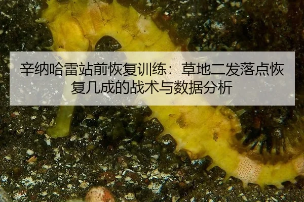 xin-na-ha-lei-zhan-qian-hui-fu-xun-lian-cao-di-er-fa-luo-dian-hui-fu-ji-cheng-de-zhan-shu-yu-shu-ju-fen-xi-2-784.jpg